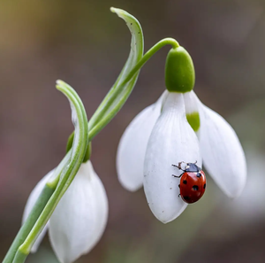 [Download] Genuss-Kalender kostenlos für Dich